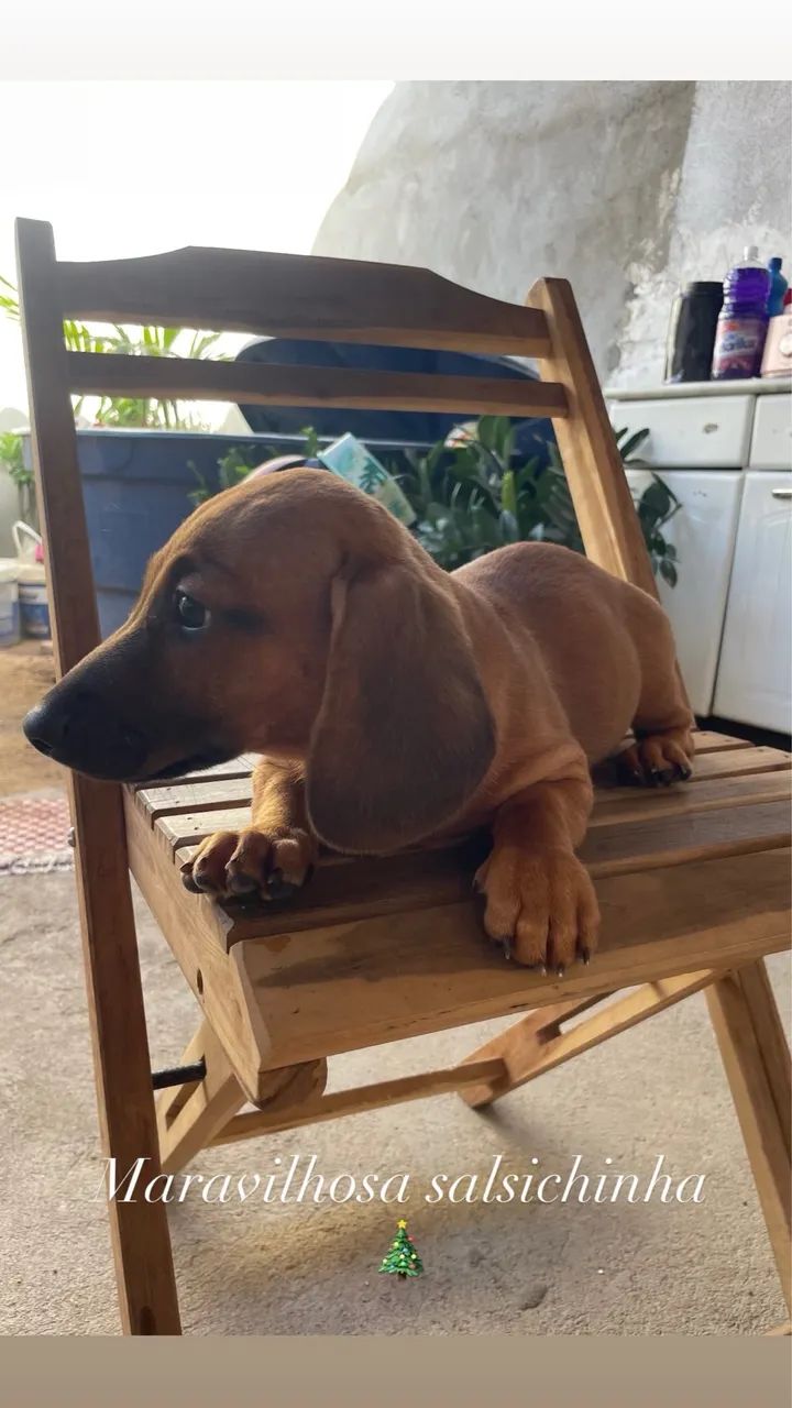 Disponível  - Foto 2