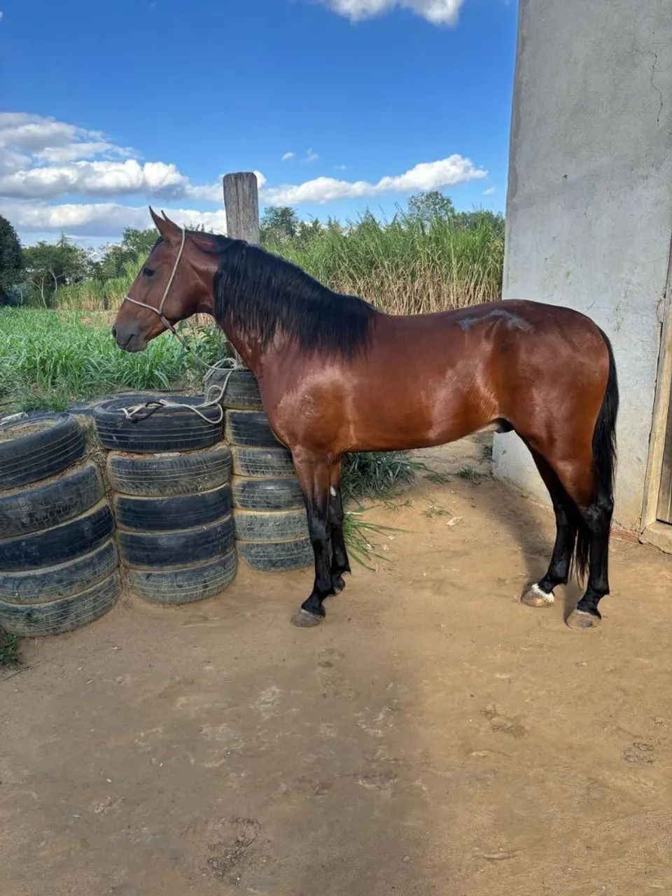 Vendo cavalos e éguas de marcha PICADA alguns em até 30 parcelas a partir dos 10 mil  - Foto 3