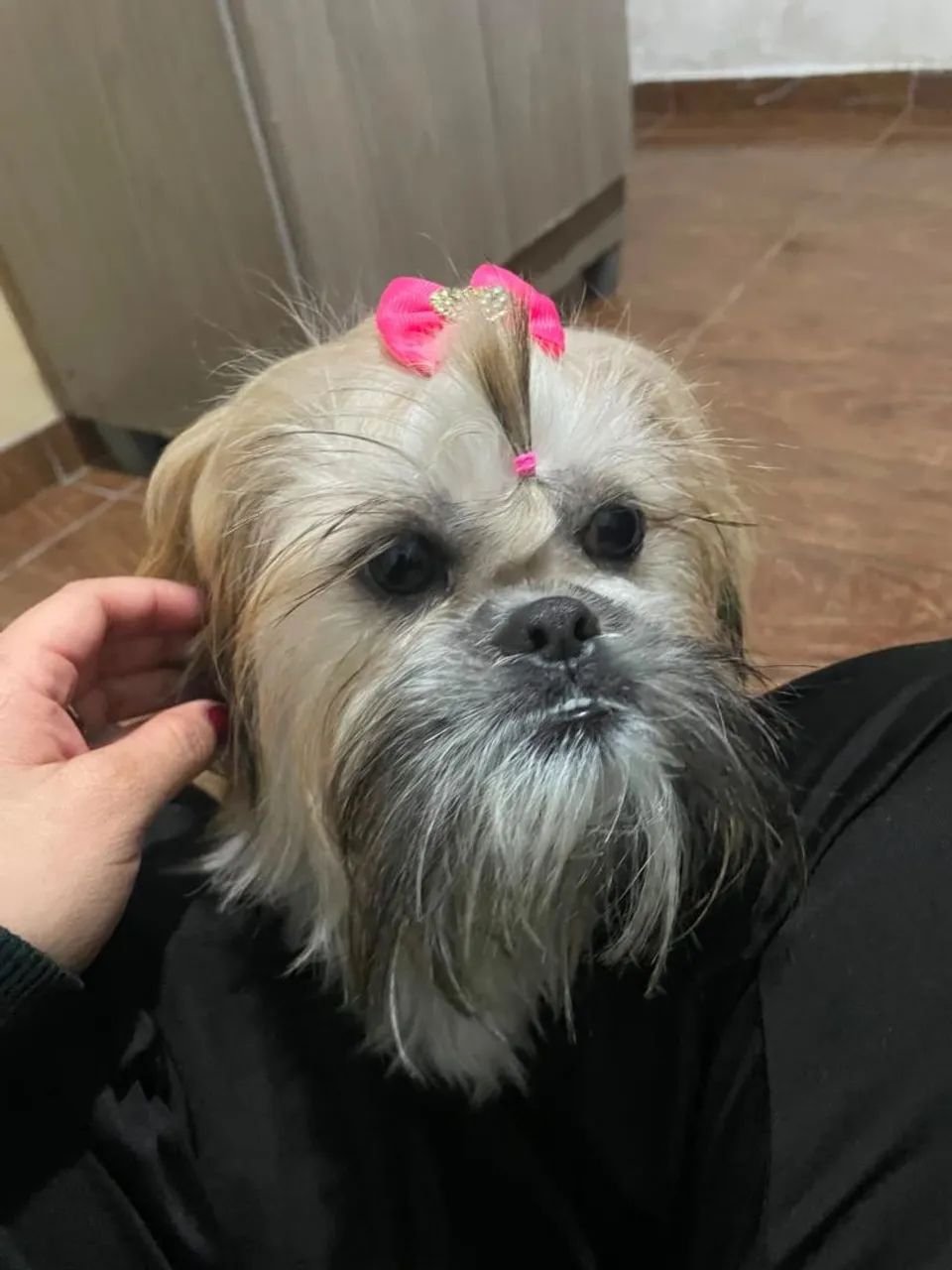 Cachorrinha - Foto 2