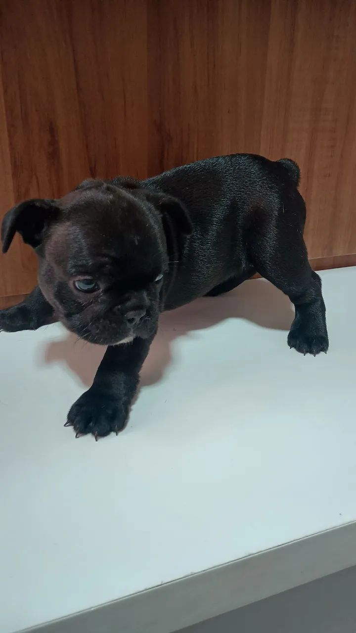 Bulldog francês  - Foto 2