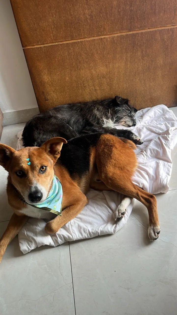 DOA-SE dois cachorros dóceis e tranquilos  - Foto 5