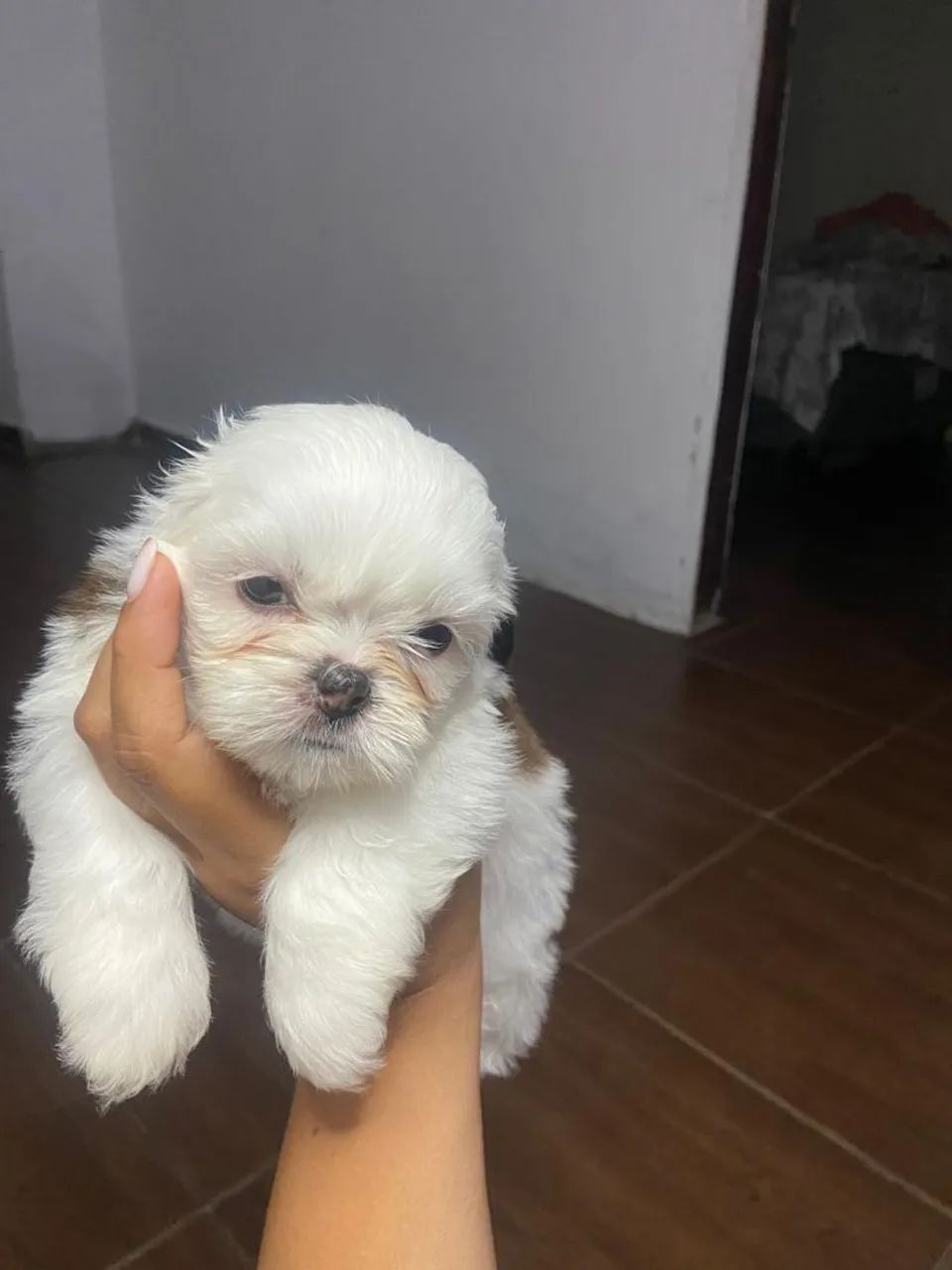 Filhotes de shitzu puro! - Foto 3