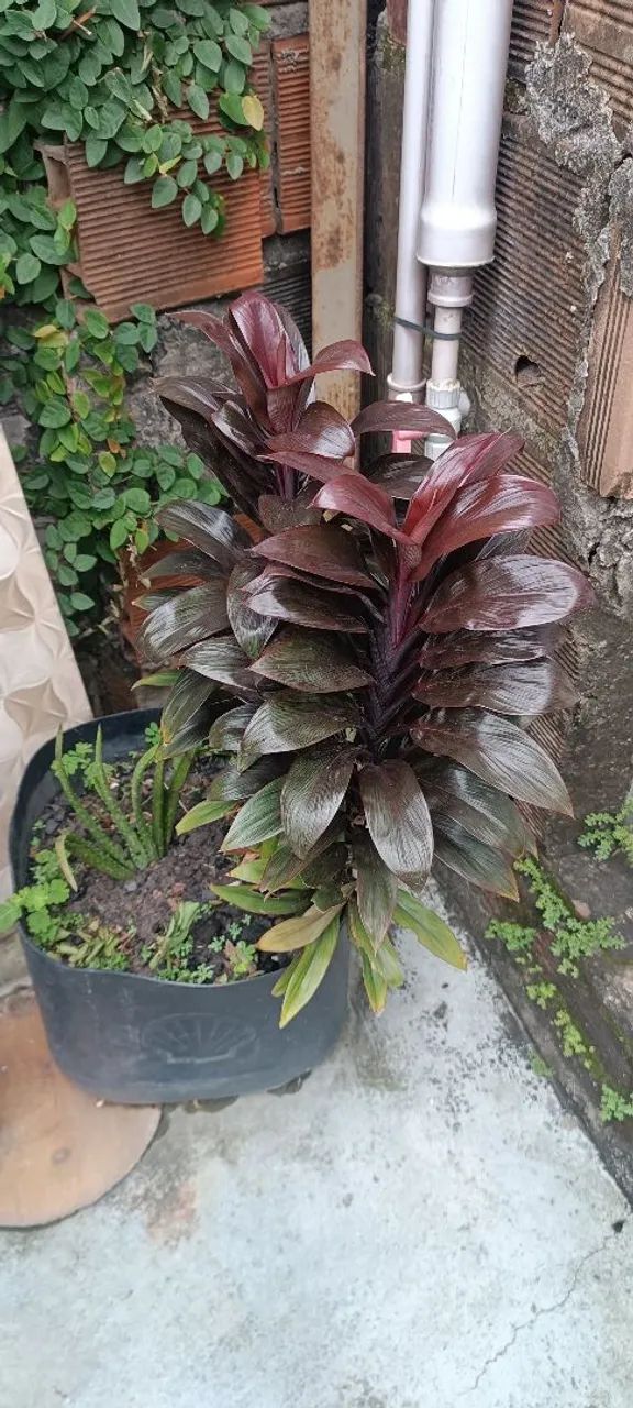 Plantas  - Foto 4