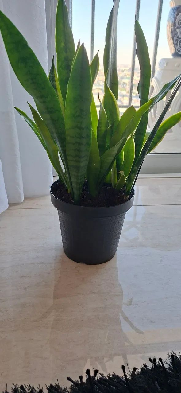 Planta Espada de São Jorge - Foto 3