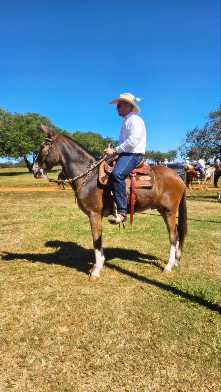 Burro de patrão  - Foto 5