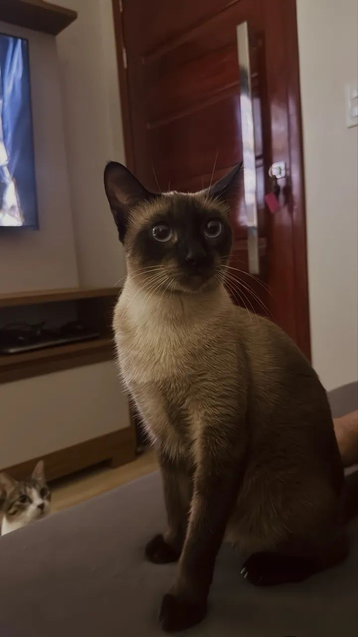 Gata para adoção  - Foto 2