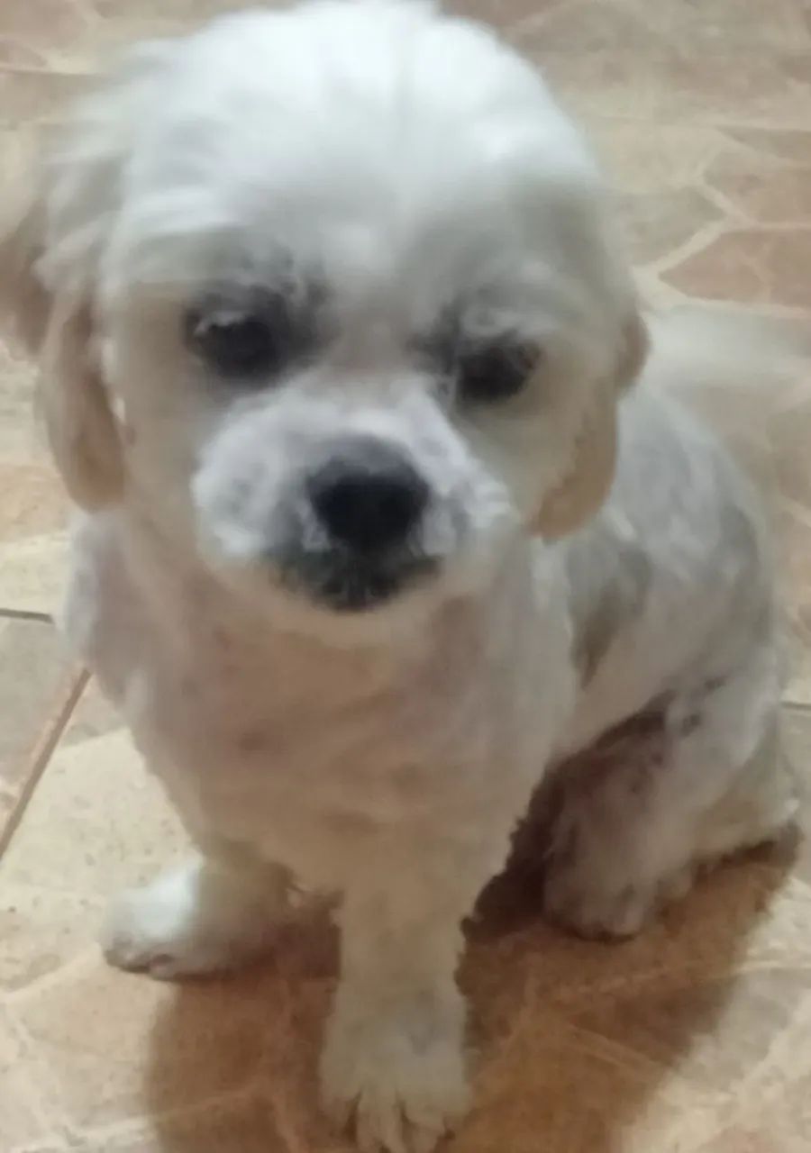 Shitzu Macho para adoção. - Foto 3