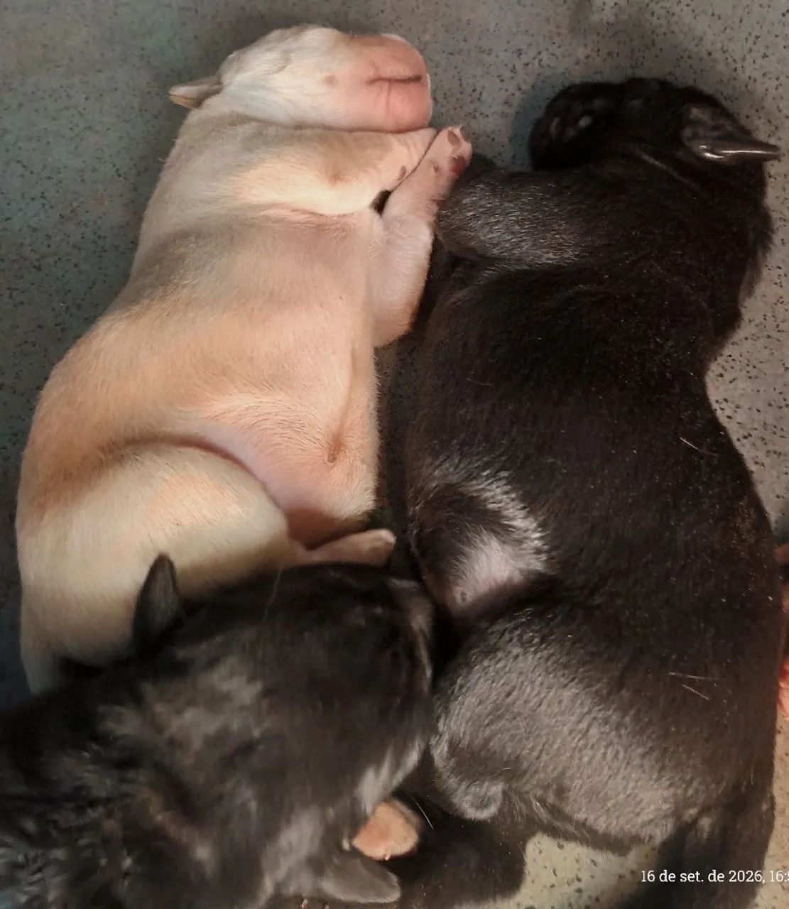 Filhotes de labrador  - Foto 3