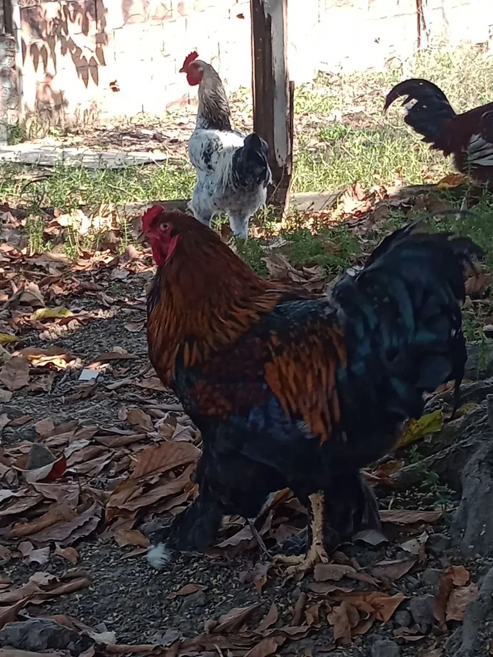 Vendo frangos 