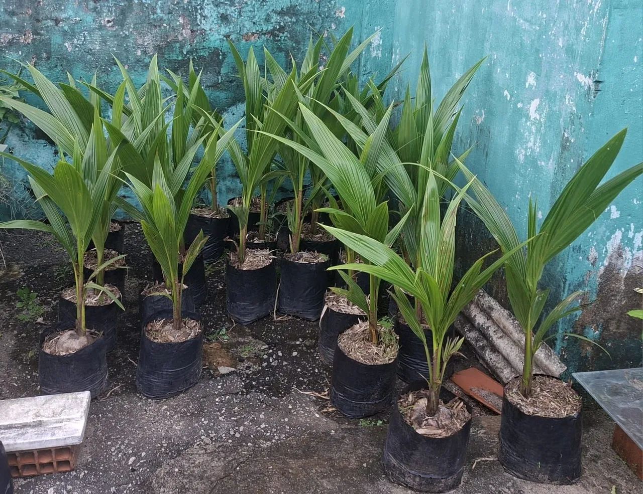 Muda de coco anão precoce - Foto 4