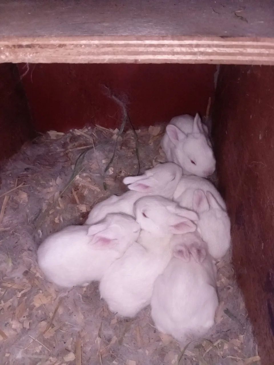 Bioterios e coelhos - Foto 3