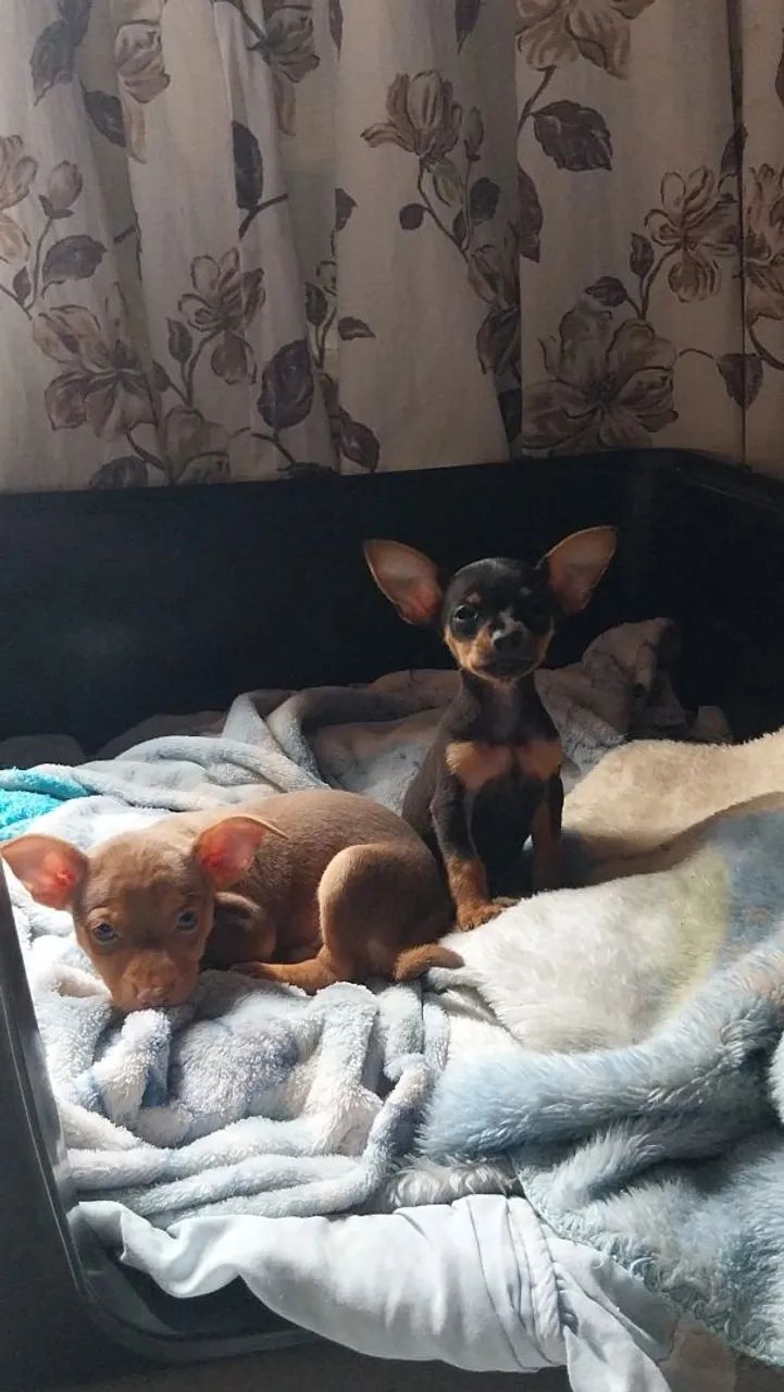 Vende-se pinscher macho número 1°