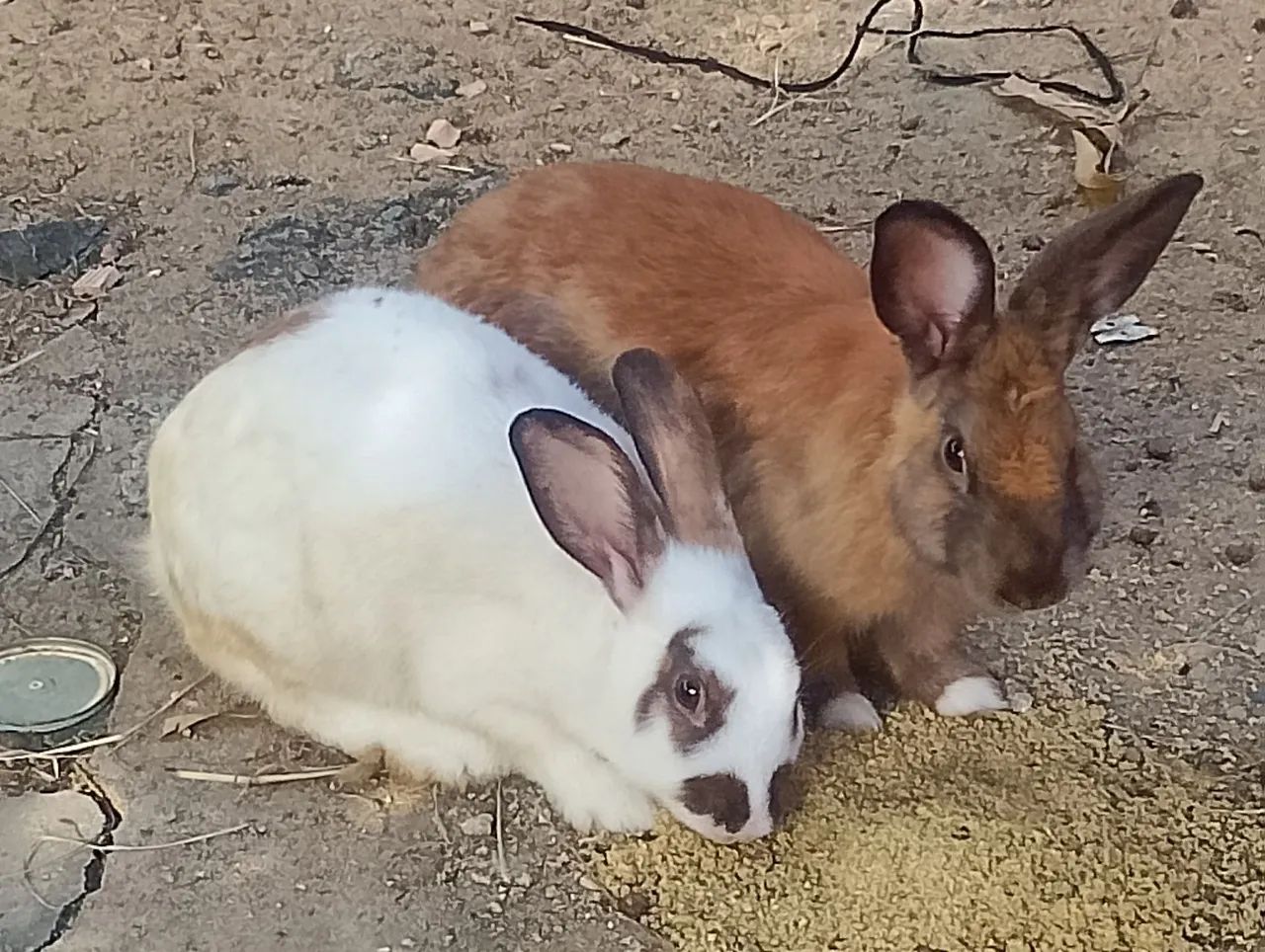Lindos filhotes de coelhos - Foto 3