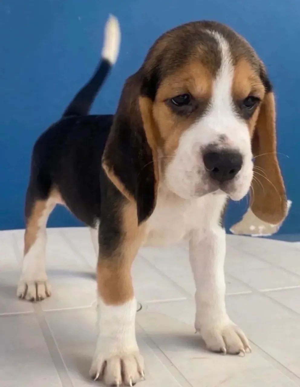 LINDÍSSIMA FÊMEA DE BEAGLE