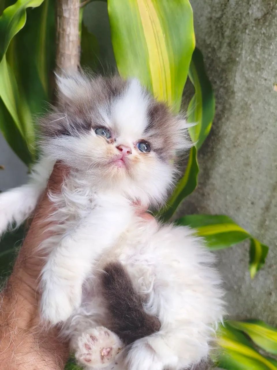 Vendo filhotes de Gato Persa.