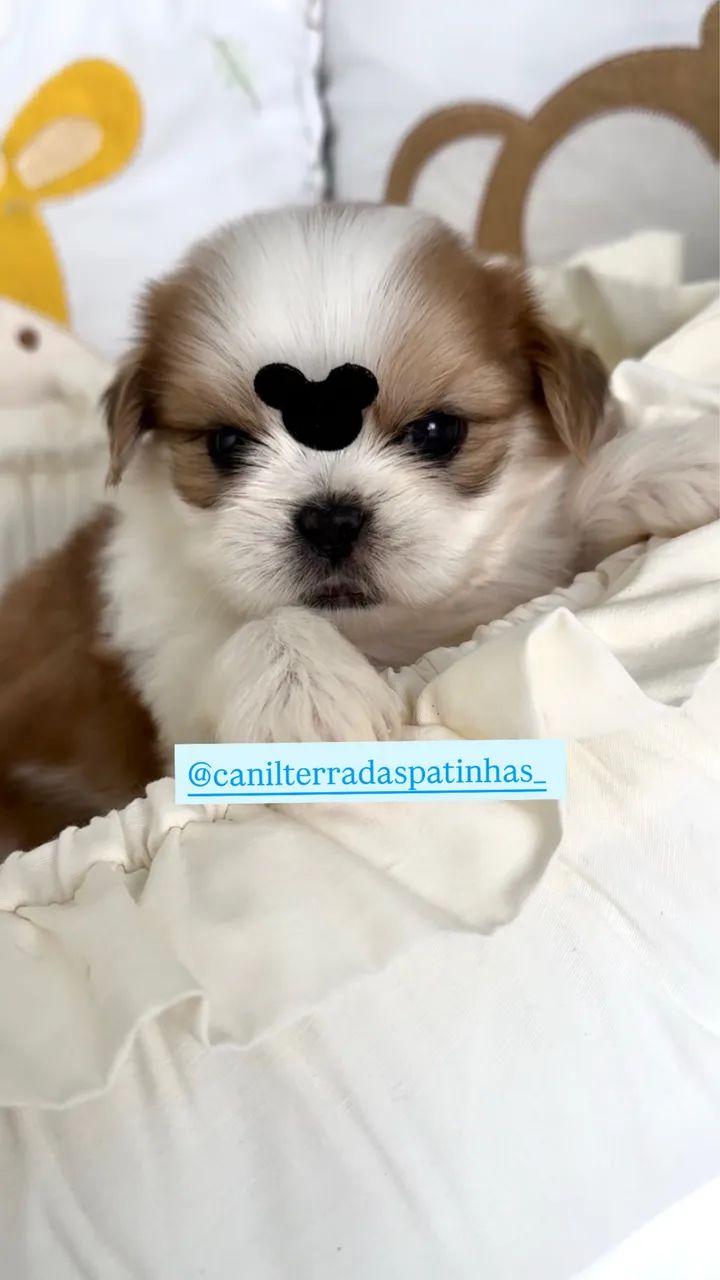 Filhotes de shitzu macho 