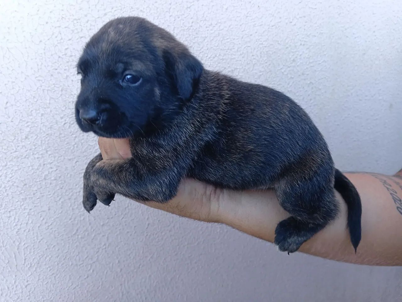 Adoção responsável  - Foto 2