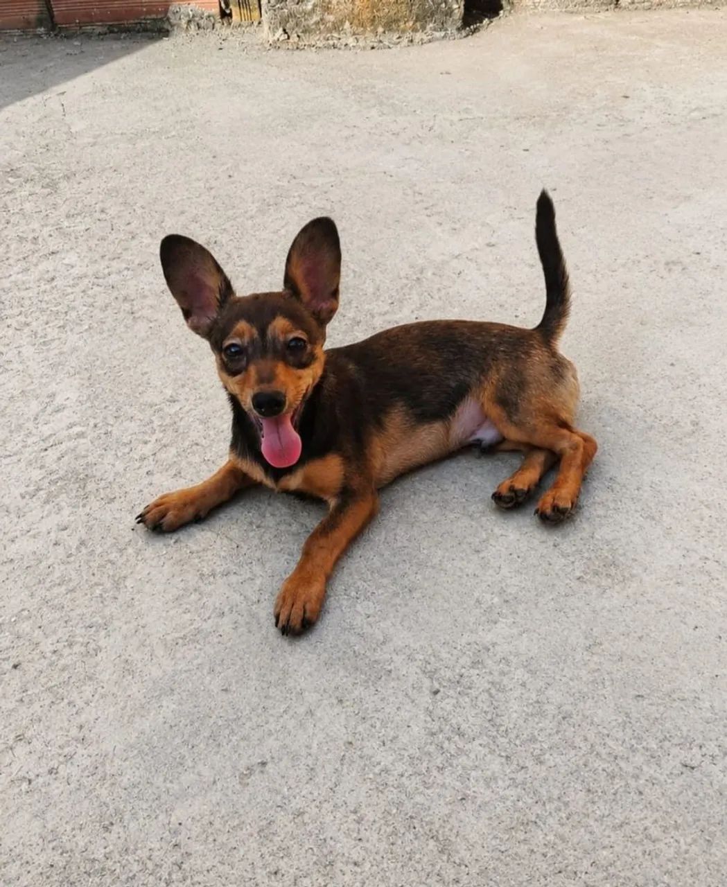 Lulu Com Salsicha os pais são porte bem pequeno