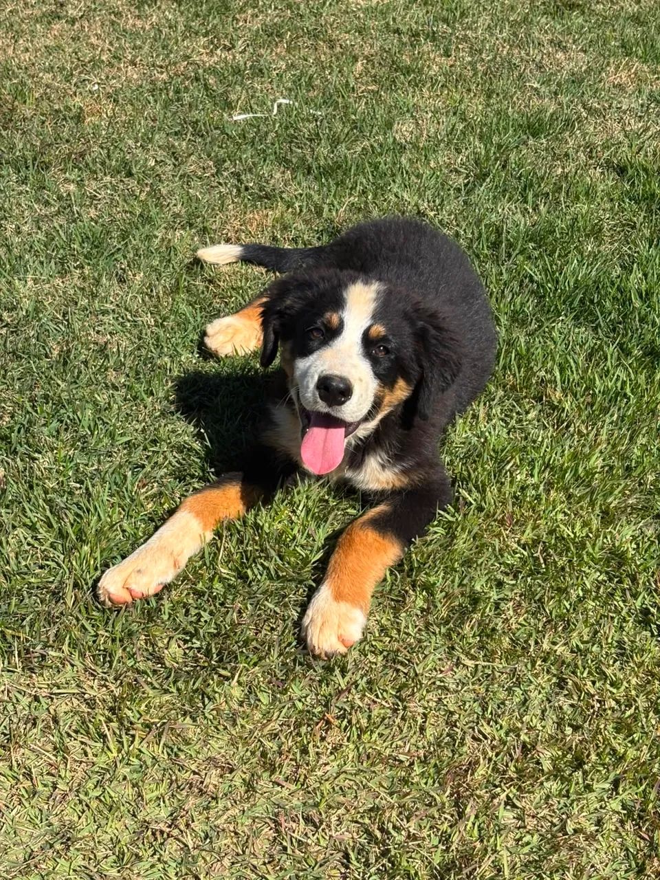 Filhotes de Bernese - Fêmeas  - Foto 2