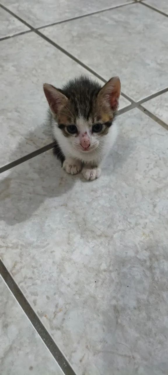 Doação de gato filhote  - Foto 6