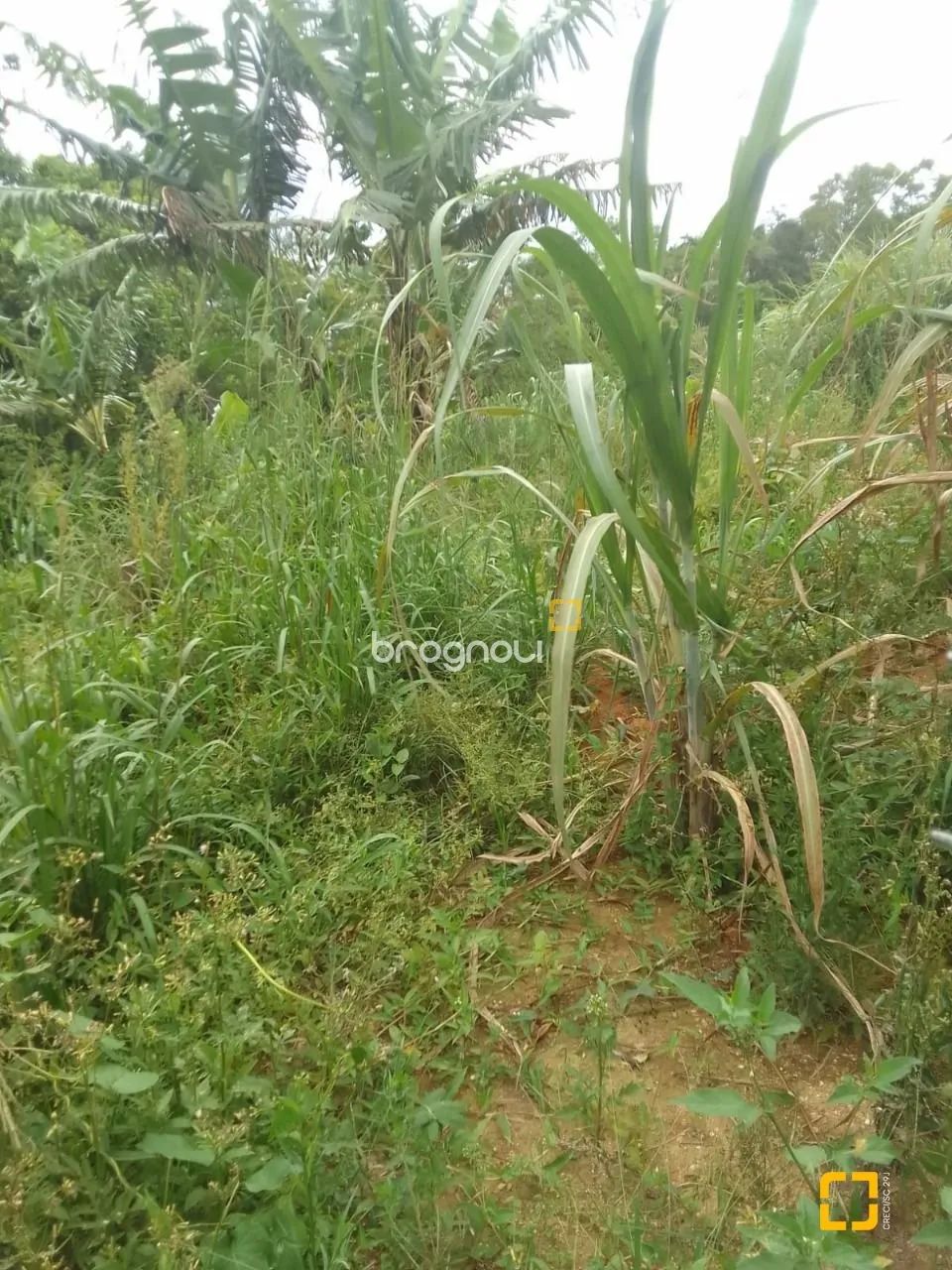 Terrenos Residenciais - Bela Vista II, São José - Foto 2