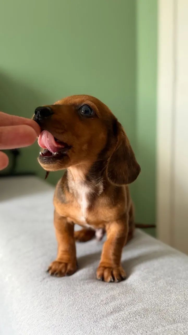 Promoção Daschund Mini - Foto 5