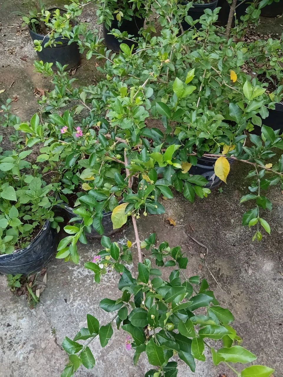 Mudas  de acerola  - Foto 3