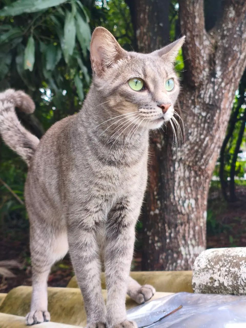 Gatinha castrada para adoção responsável  - Foto 5