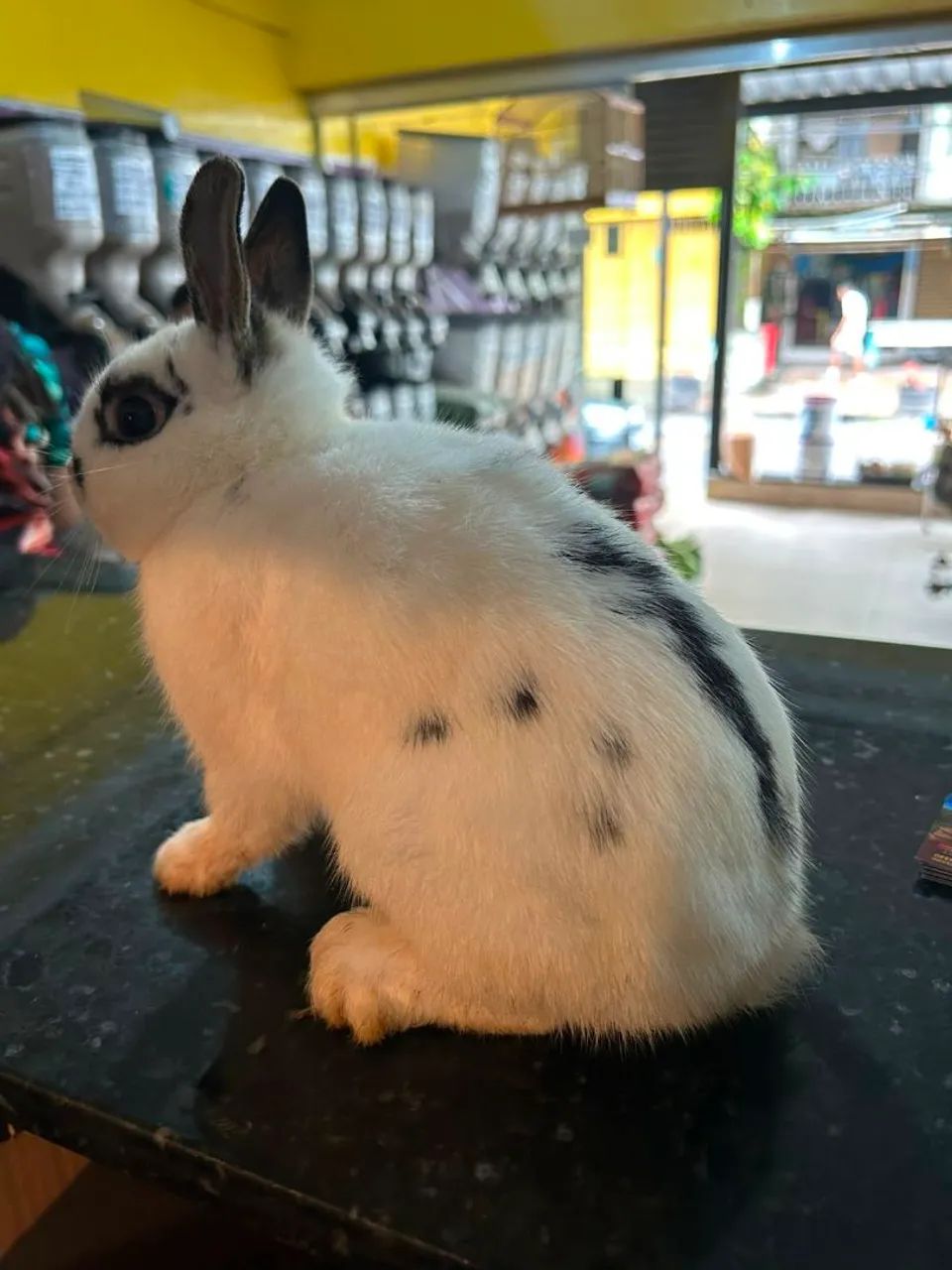 Mini coelho  - Foto 2