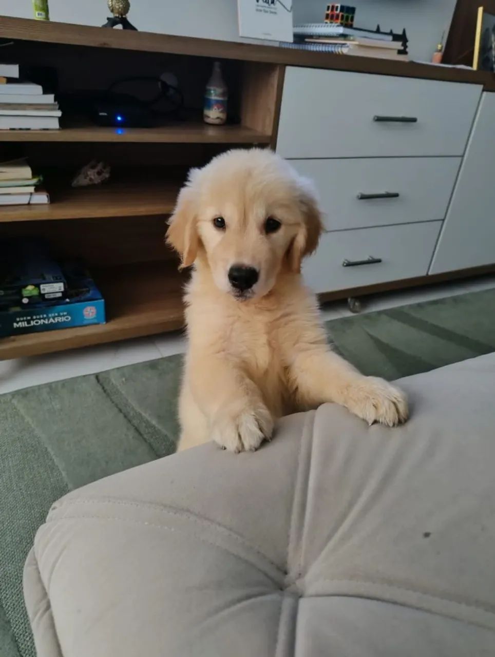 Golden Retriever 