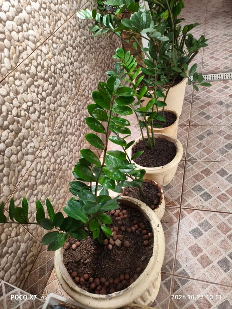 Amilcas  - Foto 3