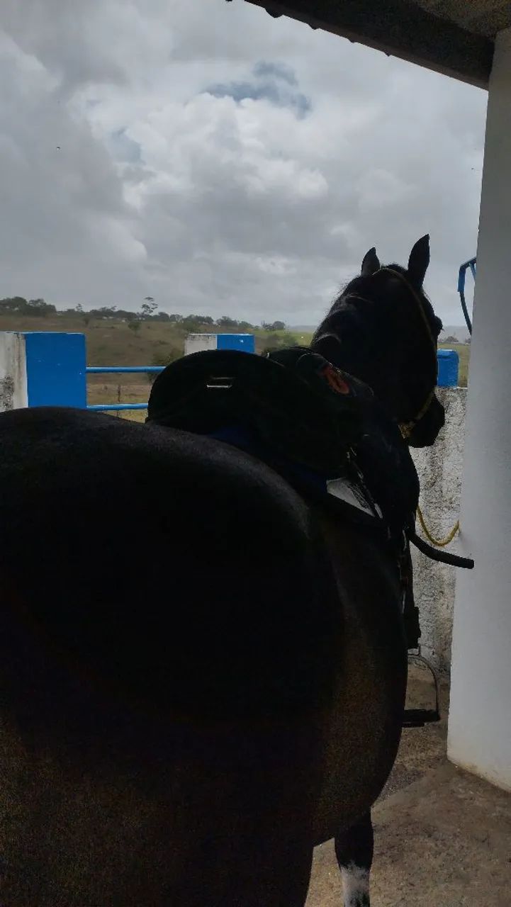 Cavalo Quarto de Milha - Foto 5