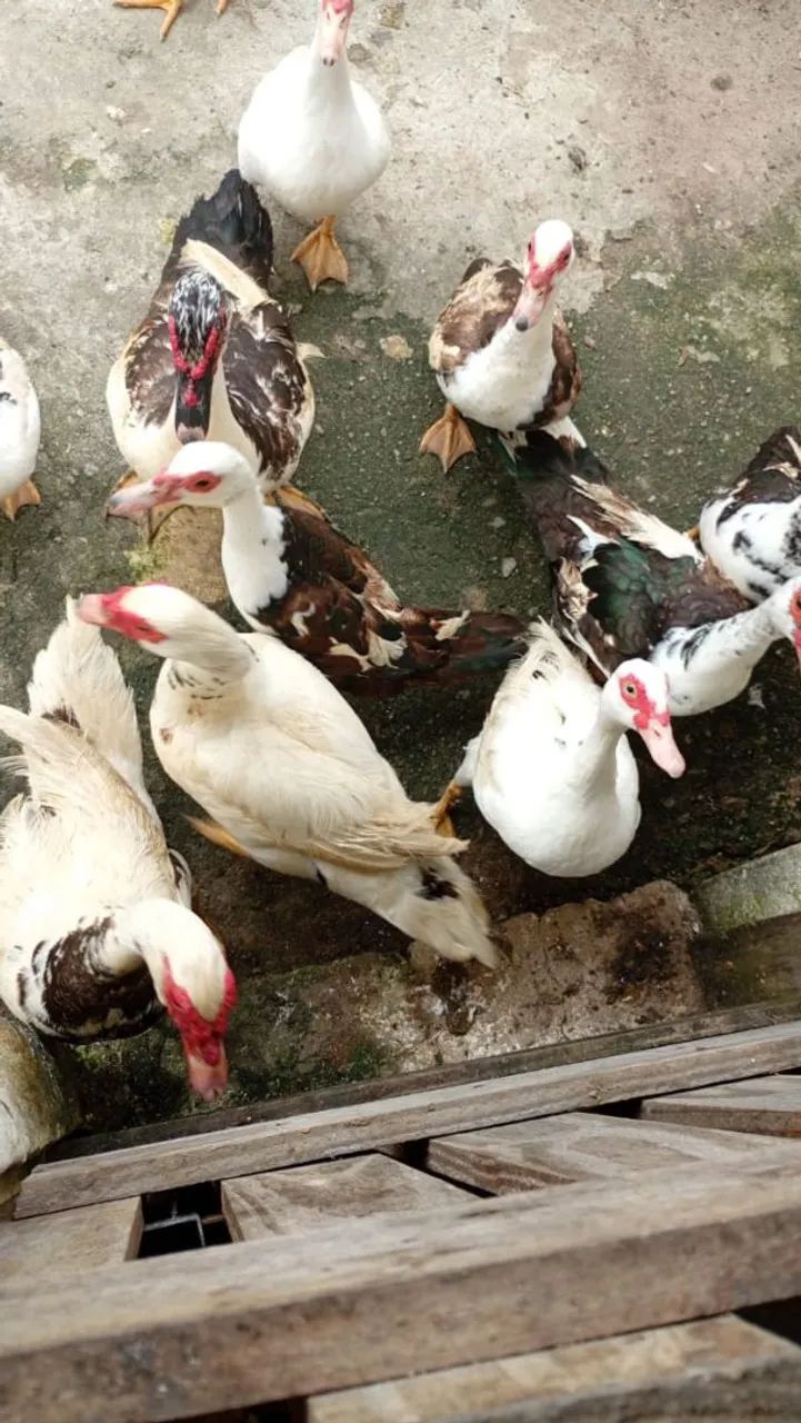 10 patos 