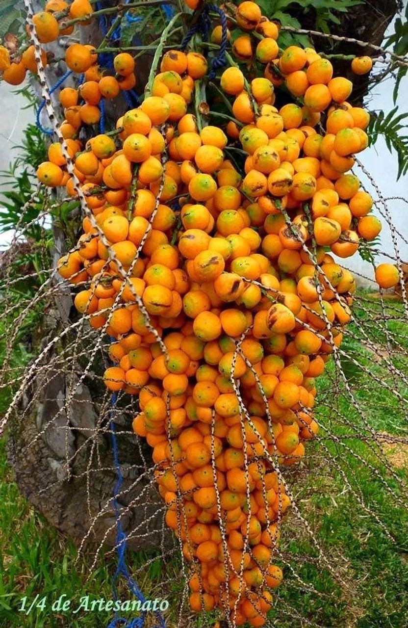 Compro cacho de butiá