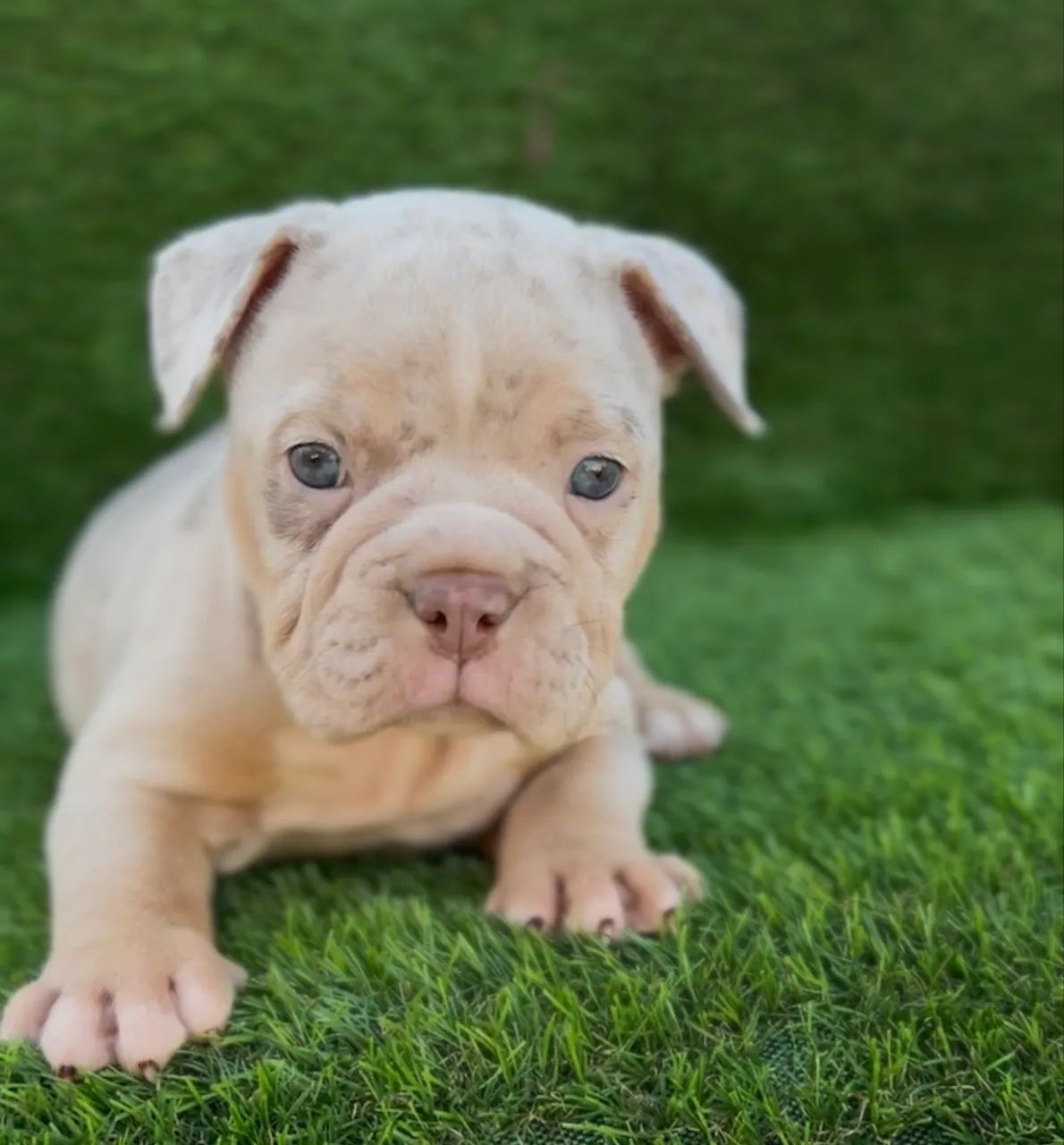 American bully macho  - Foto 3