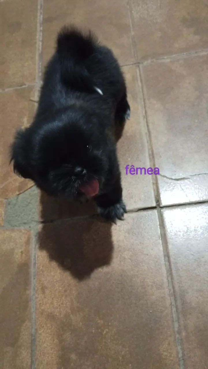 Pet 