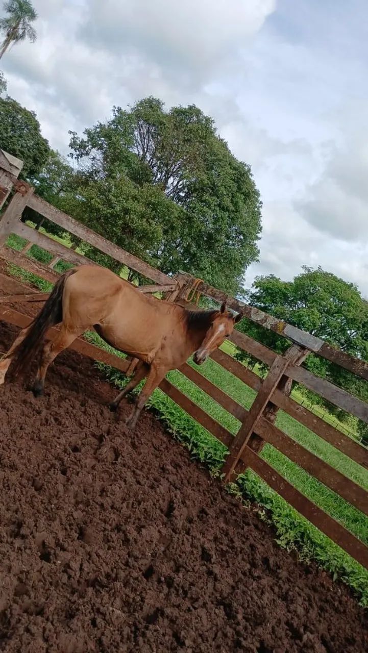 Cavalo 8 anos machador 