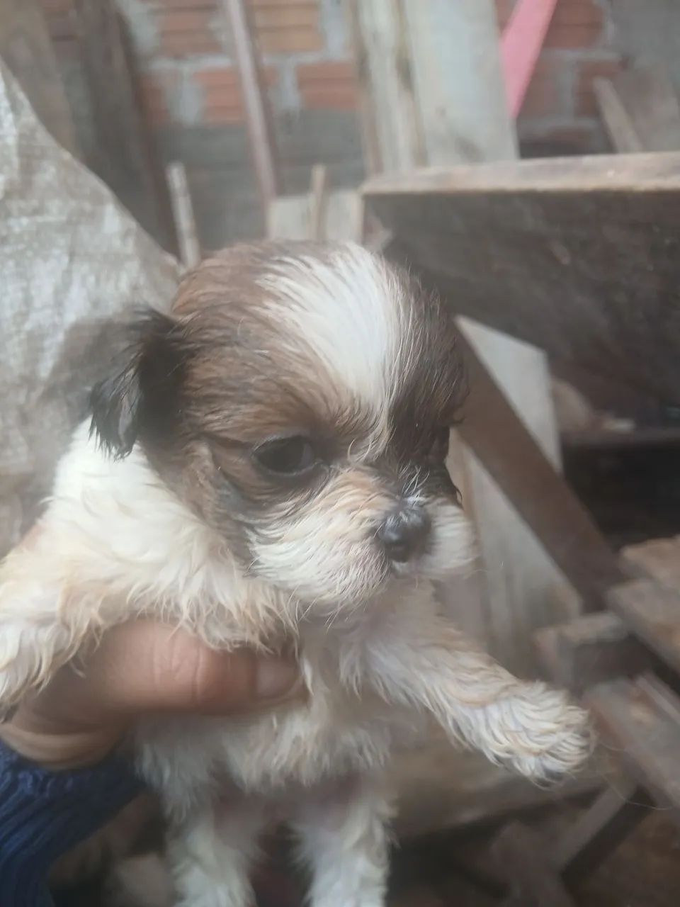 Vende se lhasa