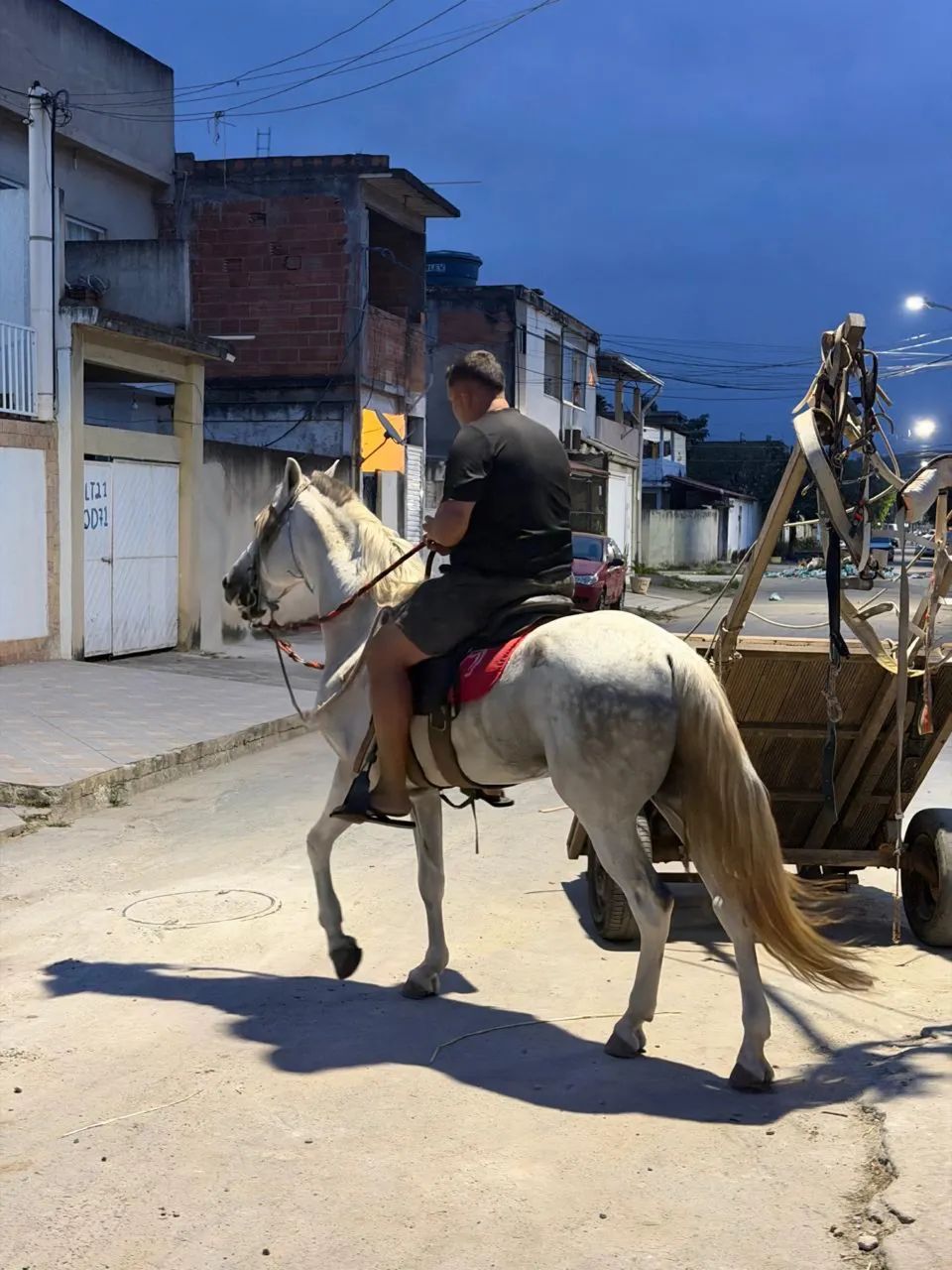 Cavalo - Foto 4