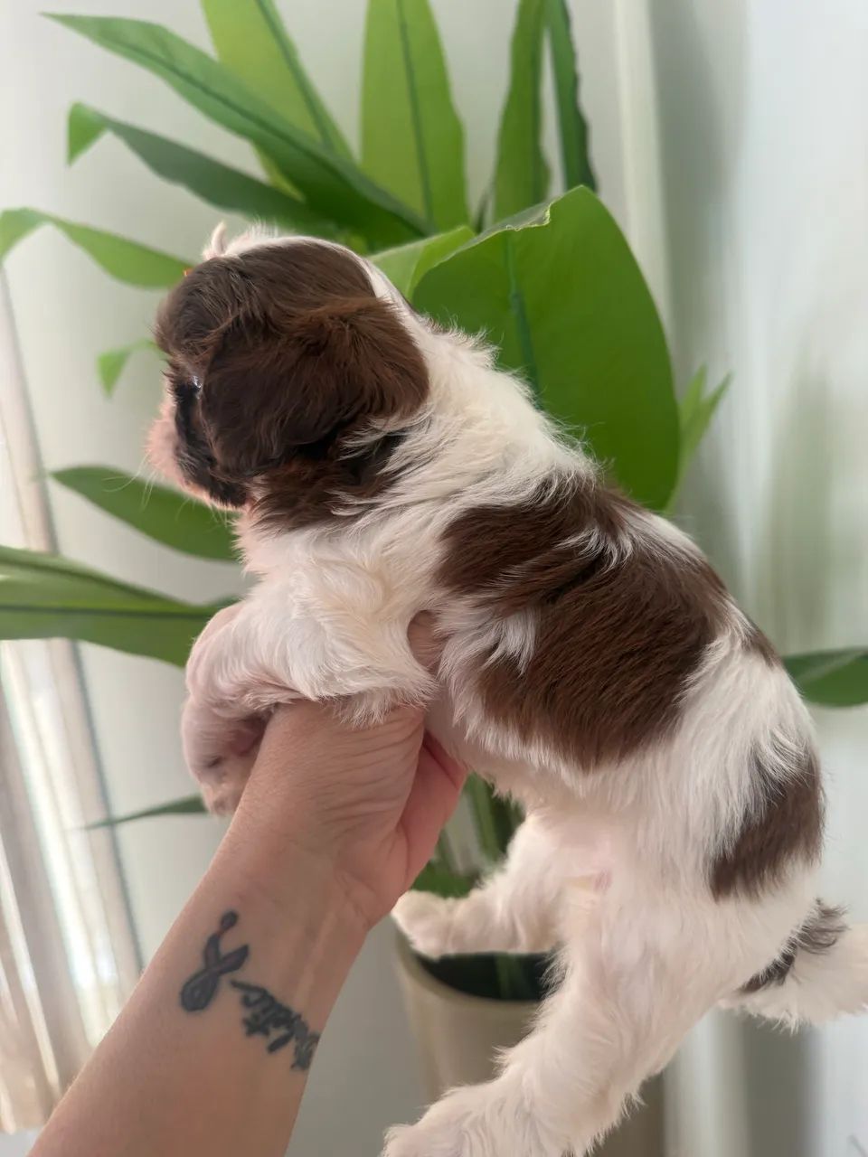 Shih tzu fêmea fígado  - Foto 3