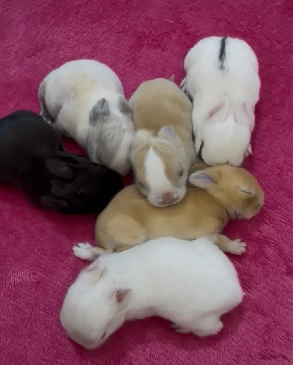coelhos anao 