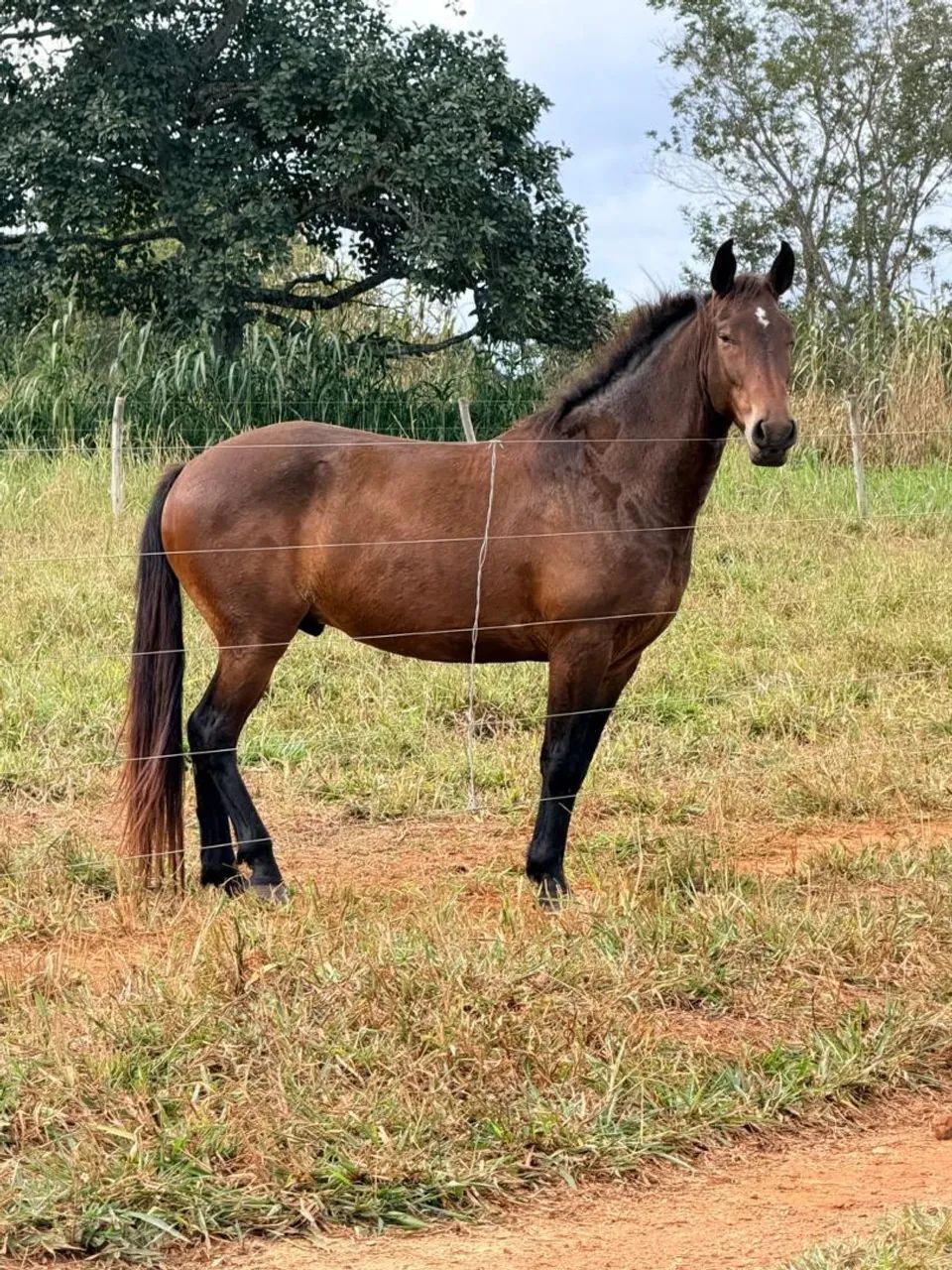 Cavalo MM Mangalarga de presença (Marcha batida, Bonito e Registrado) - Foto 3
