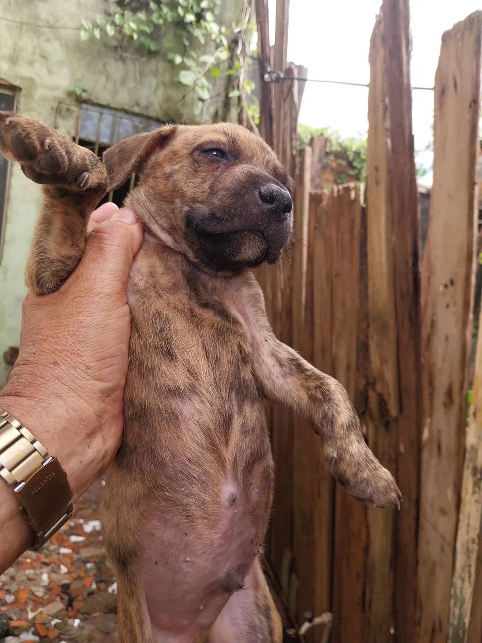 Filhote de pit bul  - Foto 3