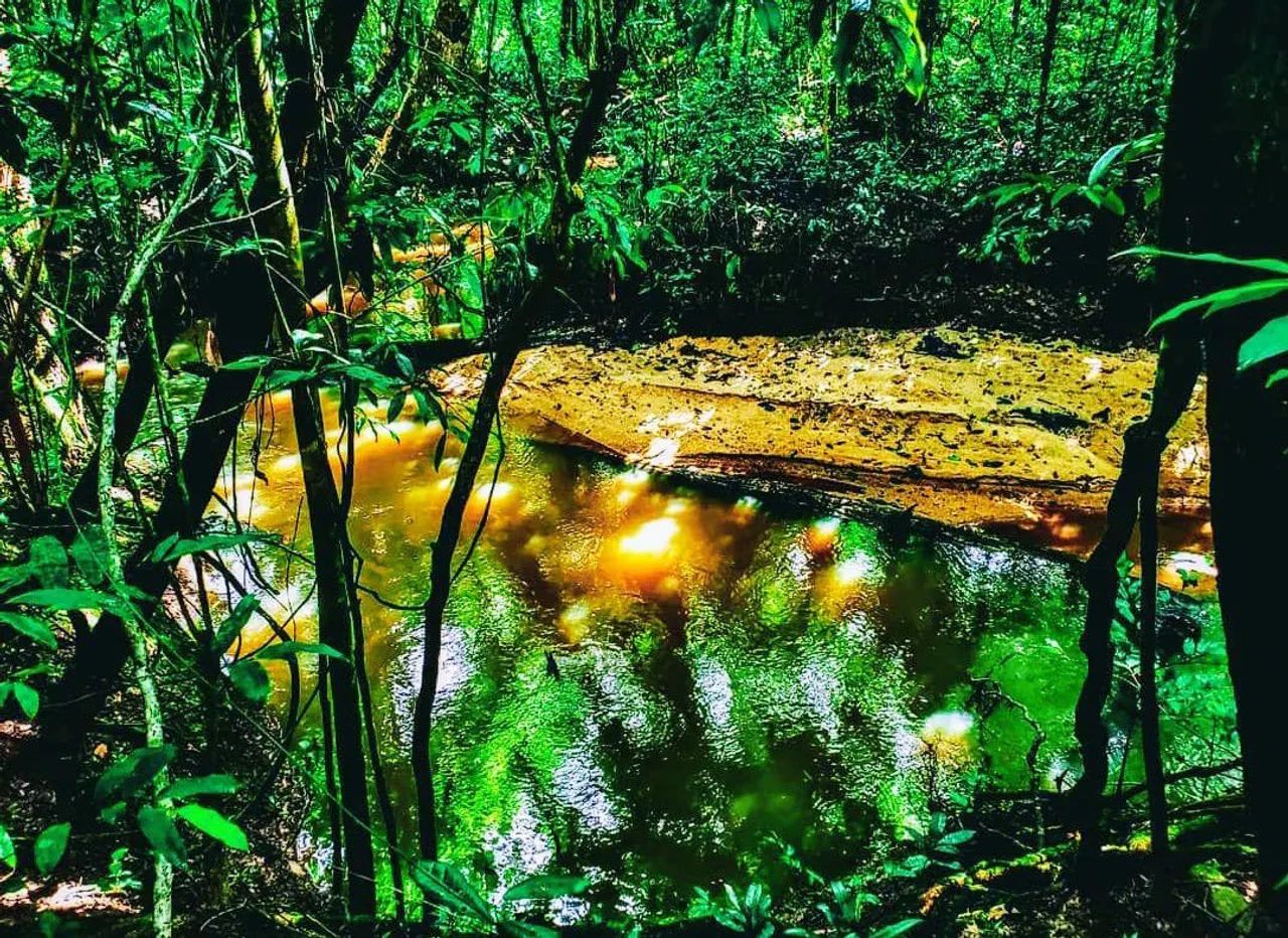 Arrendo um sítio com viveiros de peixes - Foto 3