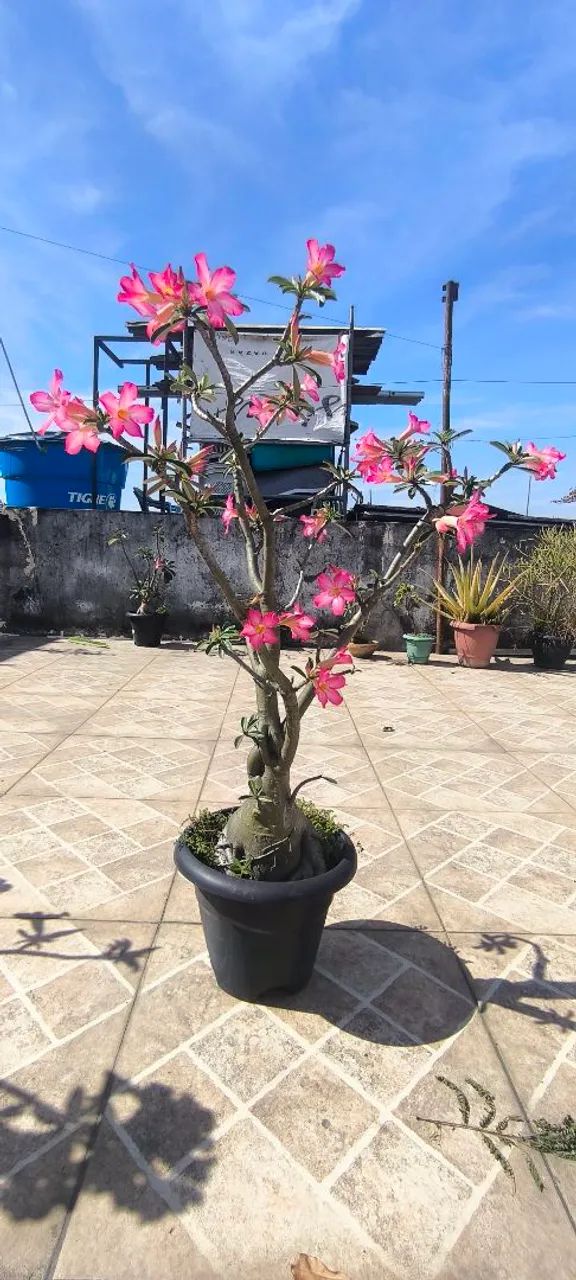 Rosa do deserto 