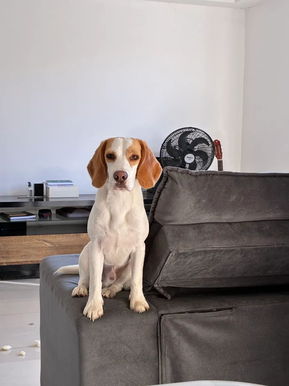 Beagle filhote 