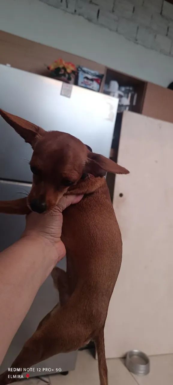 Pincher 0  - Foto 2