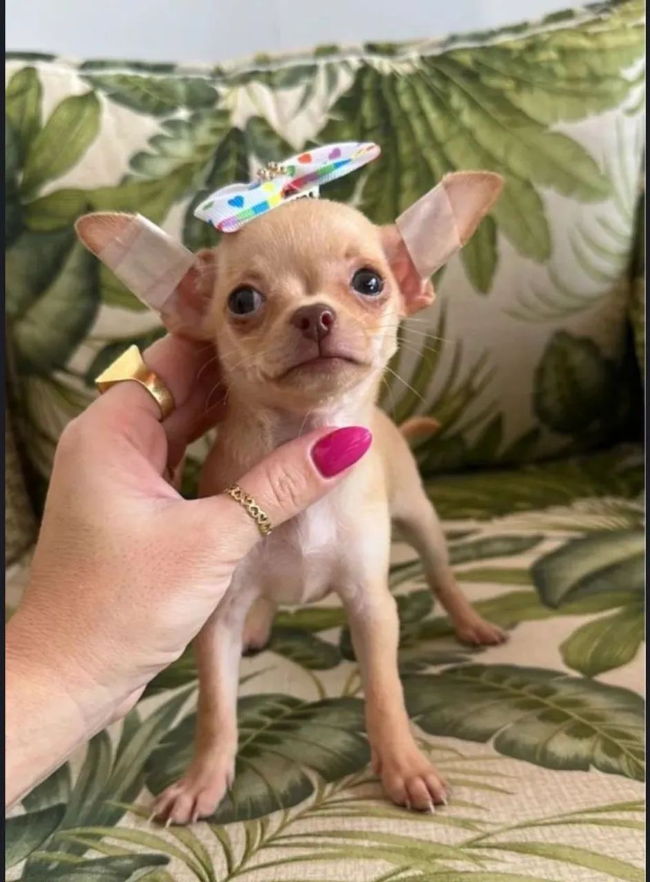Chihuahuas  - Foto 4