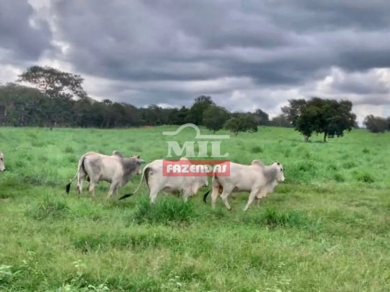 Fazenda em Figueirópolis - TO. Área Total: 177 Alqueires (856 Há) - Foto 2