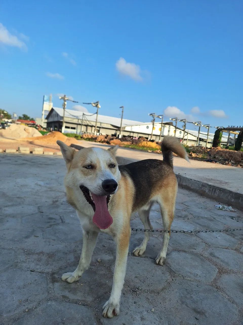 Husky Siberiano Macho  - Foto 3